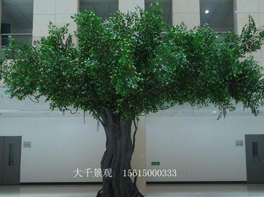 點擊查看詳細(xì)信息<br>標(biāo)題：室內(nèi)榕樹 閱讀次數(shù)：1420